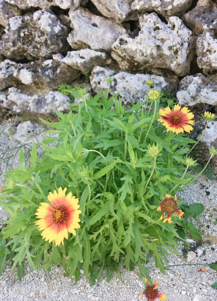 「パナ（花）」のように咲き、次の世代へ伝えていく